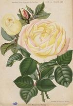Rose "Souvenir de Christophe Cochet", chromolithographie de De Tollenaere.