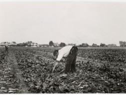 Agrandir l’image