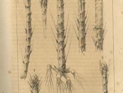 Agrandir l’image