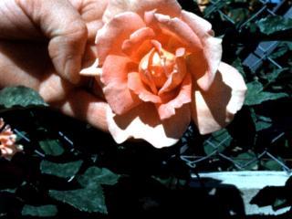 Image d'une rose