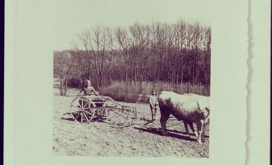 Photographie d'un homme sur un semoir tracté par un bœuf 